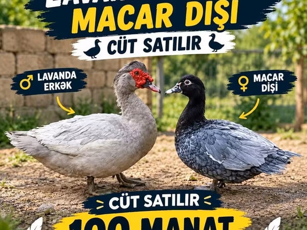 Hausente