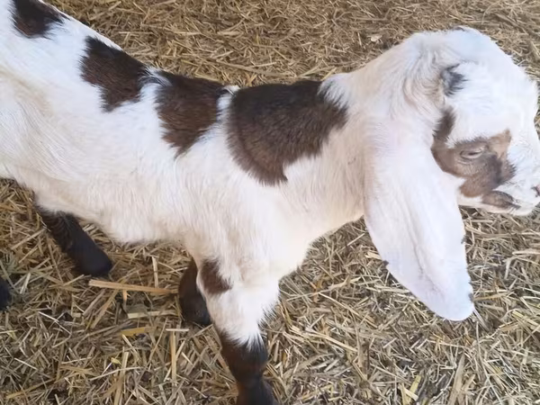 Արու այծ, Nubian Goat