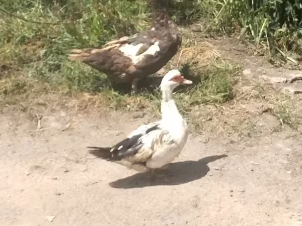 Meitei Nganu — Armenia
