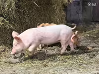 Säue, Schweine — Foto 3