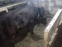 公牛, Aberdeen-Angus — 照片 4