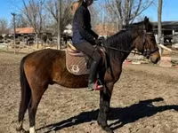 公马, Hungarian horse breed — 照片 2