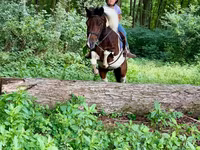 公马, Pinto horses — 照片 6