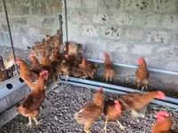 Chickens — foto 2