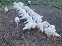 Turkeys — photo 2