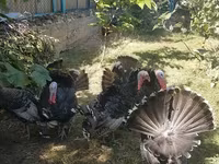 Turkeys — foto 2
