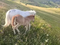Mare, Horses — photo 4