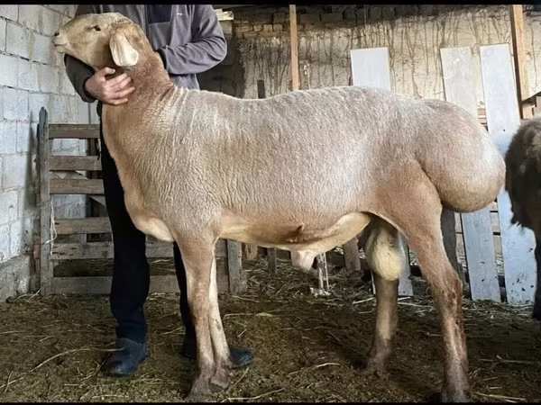 公羊, Hissar sheep