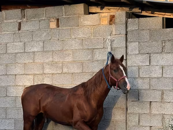 घोड़ा, Friesian sport horse