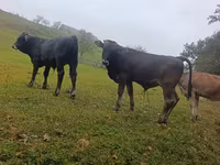Bull, Cattle — photo 1