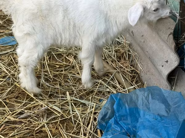 Արու այծ, Saanen goat