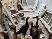 Chickens — 2-сурет