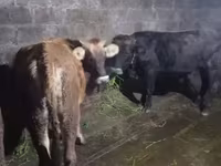 Ցուլ, Աբերդին-անգուսյան — լուսանկար 5