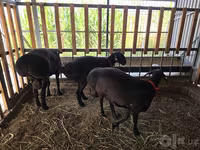 Widder, Hissar sheep — Foto 7