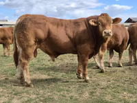 Bulle, Limousin-Kuh — Foto 3