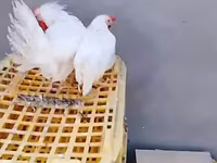 Chickens — photo 2