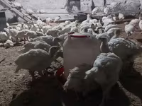 Turkeys — Foto 1