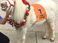 Էգ ձի, Miniature horse — լուսանկար 4