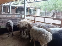 Schaf, Rhon sheep — Foto 4