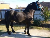 Mare, Hungarian horse breed — photo 7