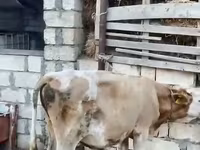 Ցուլ, Խոշոր եղջերավոր — լուսանկար 2