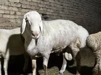 Խոյ, Afghan Arabi sheep — լուսանկար 5