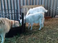 Cabra, Pomellata goat — foto 3