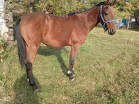 Hengst, Anglo-Arabian — Foto 3