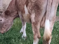 Cow, Azerbaijani zebu — photo 2
