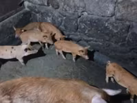 मादा सूअर, सूअर — फ़ोटो 2