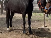 Էգ ձի, Orlov Trotter — լուսանկար 2