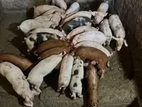 Boar, Pigs — photo 4