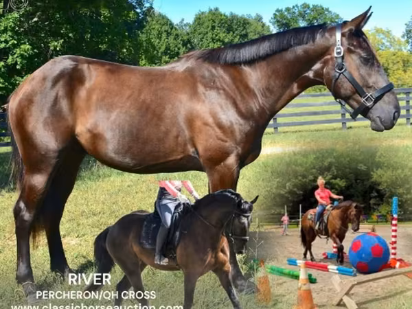 公马, Percheron