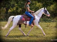 Hengst, National Show Horse — Foto 3