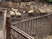 نعجة, الأغنام — الصورة 2