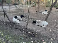 Кой, Дорпер кой — сүрөт 3