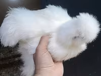 Chickens — լուսանկար 1