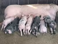 Eber, Schweine — Foto 3