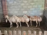 Ոչխար, Afghan Arabi sheep — լուսանկար 1