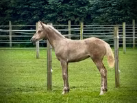 Égua, Black Sea breed — foto 3
