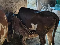 Cow, Cattle — photo 1