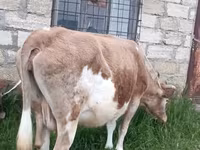 Cow, Azerbaijani zebu — photo 4