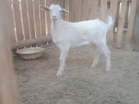 Էգ այծ, Russian White goat — լուսանկար 3