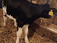 Ցուլ, Simmental cattle — լուսանկար 5