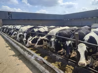 母牛, Holstein breed — 照片 8