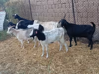 Теке, Saanen goat — 2-сурет