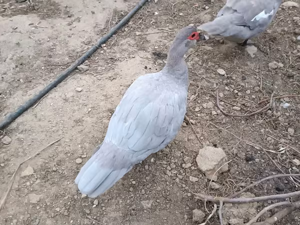 үйрек тұқымды мускус тауық