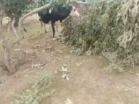 Kuh, Simmental cattle — Foto 1