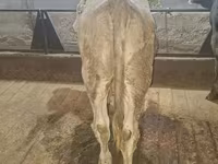 Bull, Simmental cattle — photo 3