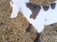 Cabro, Nubian Goat — foto 2